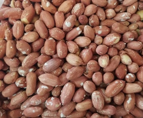 بادام زمینی عمده سایز درشت